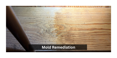 Mold Remediation Near Me